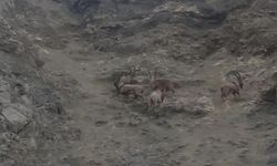 Nesilleri tehlikede olan dağ keçileri Diyarbakır’da görüldü