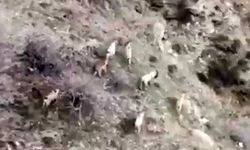 Diyarbakır'da dağ keçileri sürü halinde görüntülendi