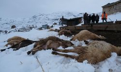 Yemden zehirlenen 80 koyun toplu halde telef oldu