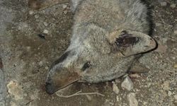 Kurt otomobilin çarpmasıyla telef oldu