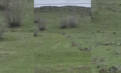 Diyarbakır'da kurt sürüsü görüldü