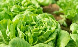 Marul zam şampiyonu oldu