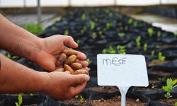 Meşe fideleri Diyarbakır’da toprakla buluşuyor