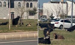 Diyarbakır’da Kültürel Miras Hayvan otlağına döndü