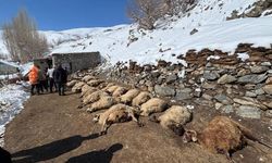 Ahırda yangınında 67 küçükbaş hayvan telef oldu