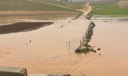 Diyarbakır’da sağanak koyunları telef etti
