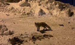 Evinin önüne gelen tilkiye elleriyle besliyor