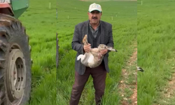 Diyarbakırlı çiftçi tarlada yakaladığı o canlıyı bakın ne yaptı?