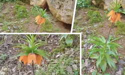 Diyarbakır’da bakması serbest, koparmanın cezası ise araba parası!