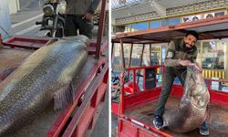 Diyarbakır Çüngüş'te dev turna balığı yakalandı