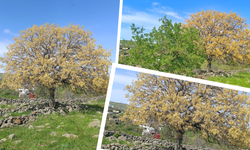 Şanlıurfa Siverek’te gizemli ağaç