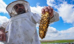 Diyarbakır’da yağış bereketi bala yansıdı!