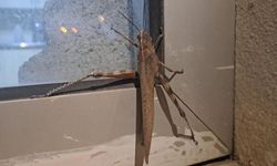 Diyarbakır’da dev çekirge şok etti