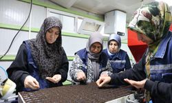 Jeotermal çiçekler, kenti renklendiriyor