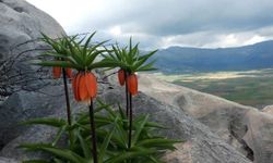 Sakın koparmayın! Cezası 700 bin lira