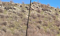 Diyarbakır’da dağ keçileri sürü sürü görüldü