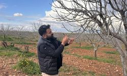 Antep fıstığında kurt tehlikesi