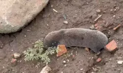 Diyarbakır’da yağışlar doğayı etkiledi: Kör fareler yüzeye çıktı