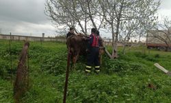 Kuyuya düşen inek için seferber oldular