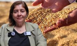 Diyarbakır Karacadağ pirinci dünya pazarına hazırlanıyor