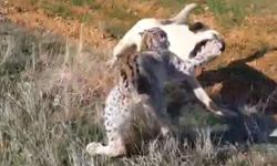 Bu kavga insanların değil köpeklerin