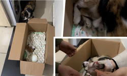 Diyarbakır’da vicdanın en sıcak hali; Minik canlara şefkat eli!