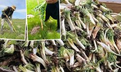 Diyarbakır’da Kenger Alarm Veriyor… Mezopotamya’nın Binlerce Yıllık Mirası Yok Olmanın Eşiğinde!