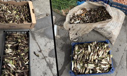 Diyarbakır’da kengerin fiyatı dudak uçuklatıyor