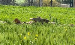 Nesli tehlike altındaki kızıl sincap Diyarbakır’da görüntülendi