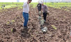 Diyarbakır’da lavanta sezonu başlıyor