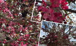 Diyarbakır’da doğa kırmızıya büründü!