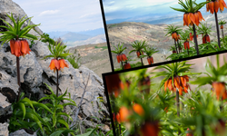 Diyarbakır’da Sakız Dağ’ında Ters Laleler büyüledi