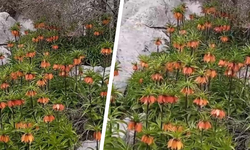 Diyarbakır'da 'ters laleler' baharı renklendirdi