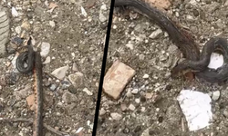 Diyarbakır'da korkutan görüntü: Kış uykusundan erken uyandılar