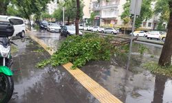 Diyarbakır’da şiddetli yağış ağaç devirdi