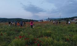 Gelincik tarlası vatandaşların ilgi odağı oldu