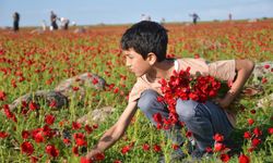 Siverek-Diyarbakır karayolunda gelincik tarlaları renk cümbüşü oluşturdu