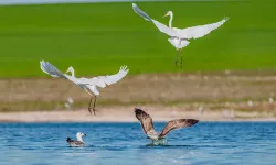 Diyarbakır’da Kabaklı Sulama Göleti yağışlarla yeniden hayat buldu