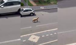 Diyarbakır’da kaçan kurbanlık trafiği birbirine kattı