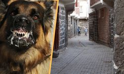 Diyarbakır Sur’da kuduz alarmı!