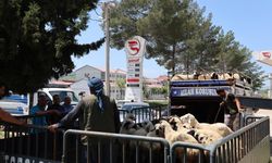Diyarbakır besicilerinin kurbanlıkları hazır: Sevkiyat sürüyor