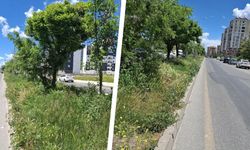 Diyarbakır’da yollar otların arasında kayboldu