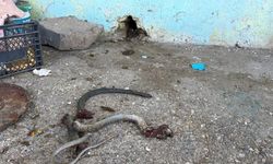 Şanlıurfa’da yılan dehşeti: 5 yaralı