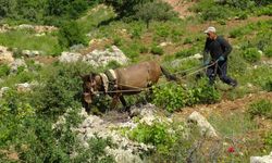 Asırlık gelenek atla çift sürme devam ediyor