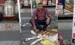Diyarbakır'da kaybolan buzağıdan sevindiren haber