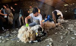 Diyarbakır’da yüzyıllık gelenek: Koyun kırkımı imece usulüyle yapılıyor