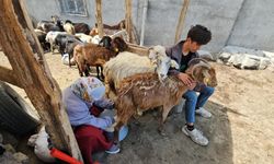 Bitlis’te yaylacıların yaz mesaisi devam ediyor