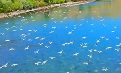 Murat Nehri'nde martıların görsel şöleni