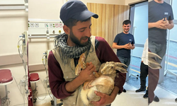 Diyarbakır’da yaralı hamile tavşan, tedavi edildi