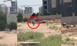 Diyarbakır'da şok iddia: "Sağlık Personeliyiz" diyerek köpekleri vurdular